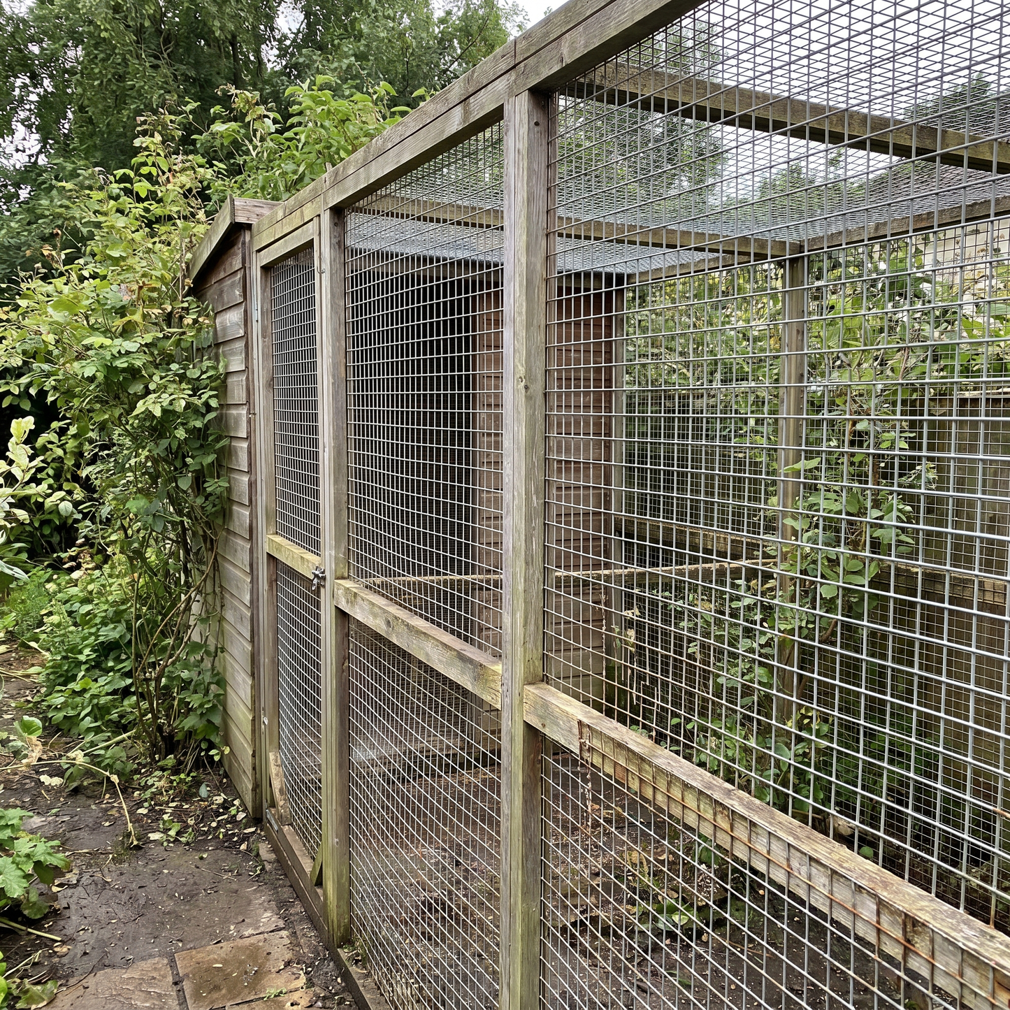 Galvanised welded wire mesh (weldmesh) on a garden aviary run with square mesh visible