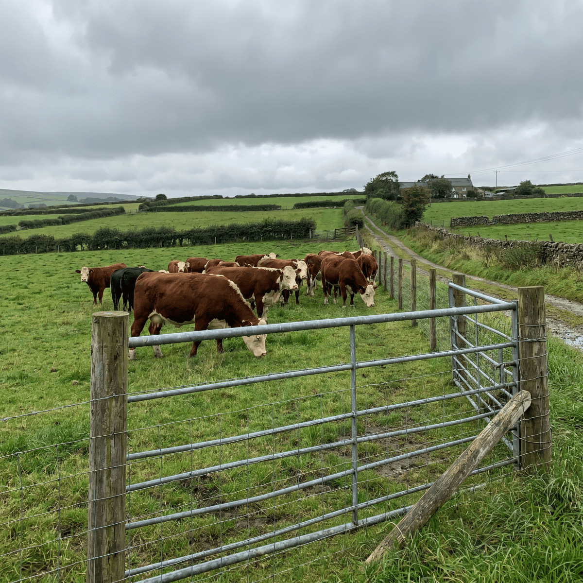 Stock Fencing — Galvanised Farm & Agricultural Fence Rolls - Rackerman