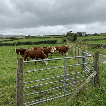 Stock Fencing — Galvanised Farm & Agricultural Fence Rolls - Rackerman